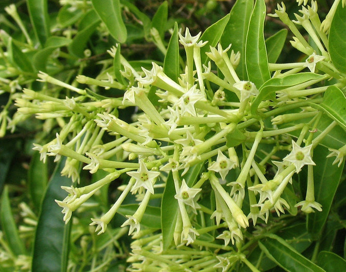 Night-Blooming Jasmine 10 Seeds Cestrum nocturnum