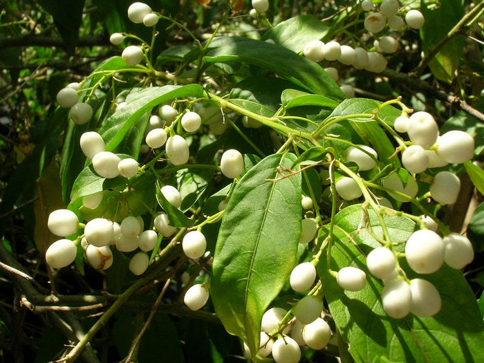 Night-Blooming Jasmine 10 Seeds Cestrum nocturnum