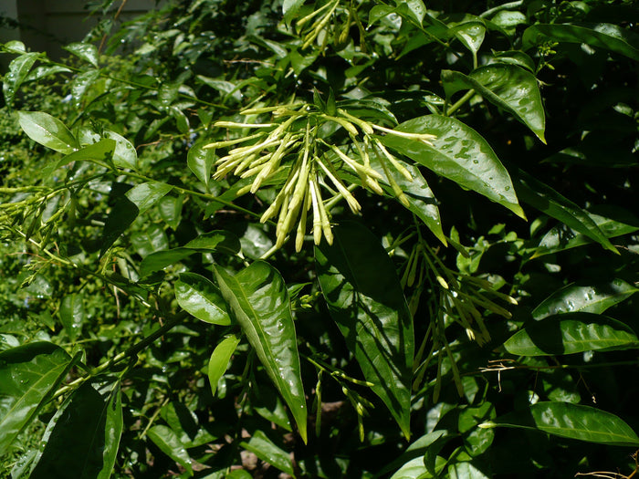 Night-Blooming Jasmine 10 Seeds Cestrum nocturnum