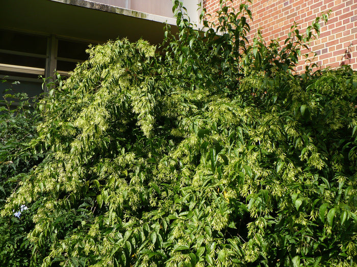 Night-Blooming Jasmine 10 Seeds Cestrum nocturnum