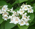 Northern Catalpa Catalpa speciosa 100 Seeds