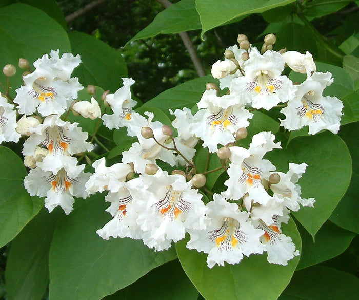Northern Catalpa Catalpa speciosa 100 Seeds