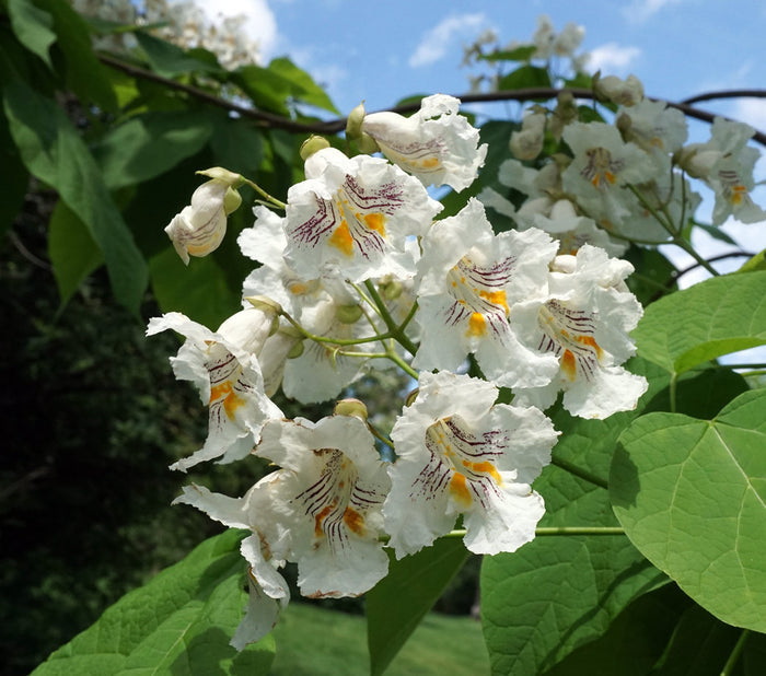 Northern Catalpa Catalpa speciosa 100 Seeds