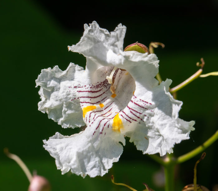 Northern Catalpa Catalpa speciosa 100 Seeds