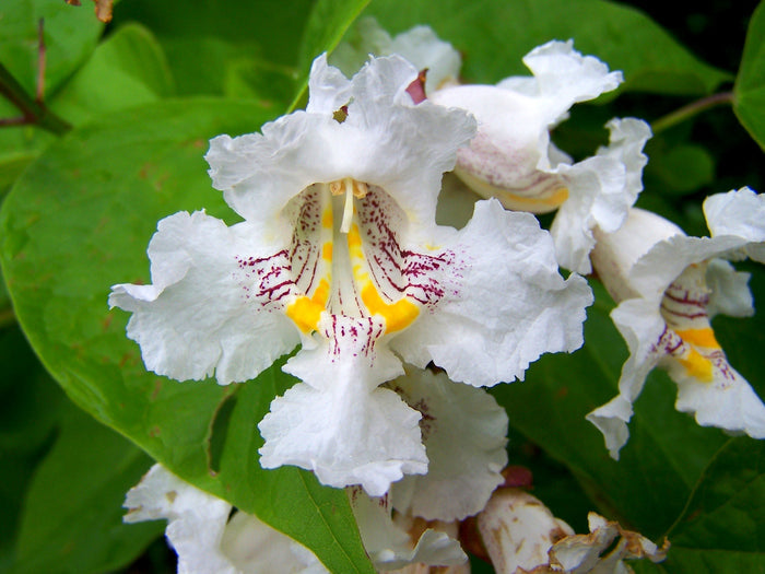Northern Catalpa Catalpa speciosa 100 Seeds