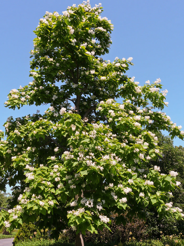 Northern Catalpa Catalpa speciosa 100 Seeds