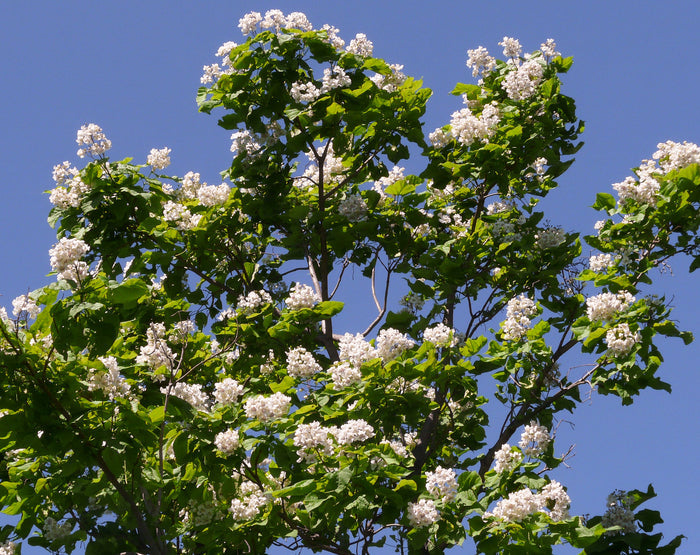 Northern Catalpa Catalpa speciosa 100 Seeds