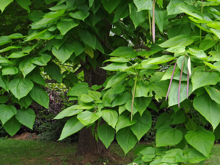 Northern Catalpa Catalpa speciosa 100 Seeds