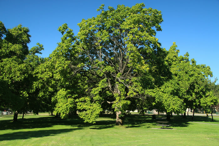 Northern Catalpa Catalpa speciosa 100 Seeds
