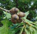 Nuttall Oak  10 Seeds  Quercus nuttallii