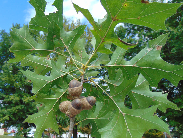 Nuttall Oak  10 Seeds  Quercus nuttallii