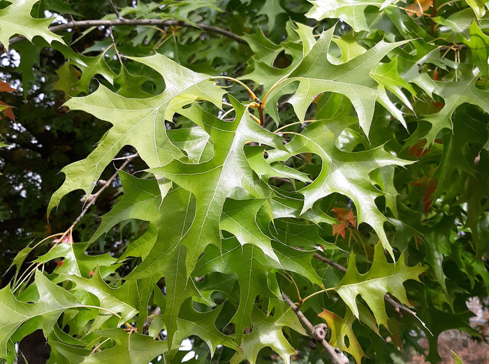Nuttall Oak  10 Seeds  Quercus nuttallii