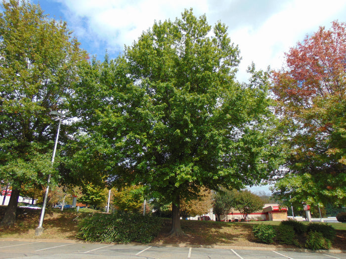 Nuttall Oak  10 Seeds  Quercus nuttallii