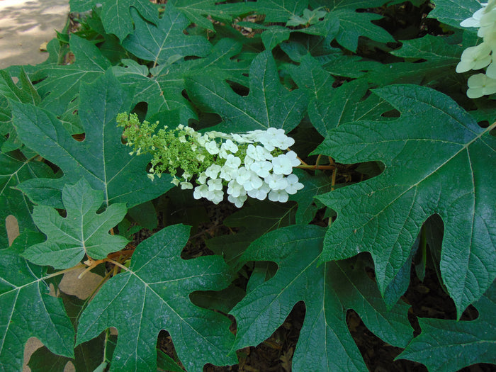 Oakleaf Hydrangea   100 Seeds   Hydrangea quercifolia