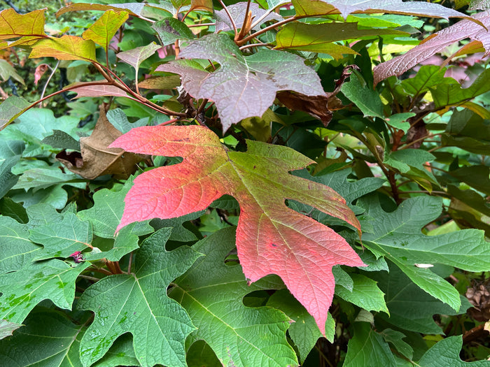 Oakleaf Hydrangea   100 Seeds   Hydrangea quercifolia