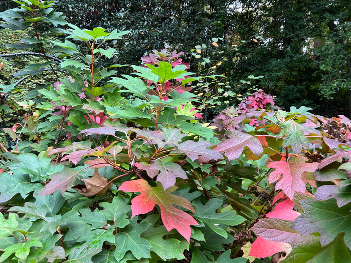 Oakleaf Hydrangea   100 Seeds   Hydrangea quercifolia