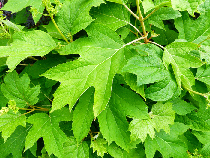 Oakleaf Hydrangea   100 Seeds   Hydrangea quercifolia