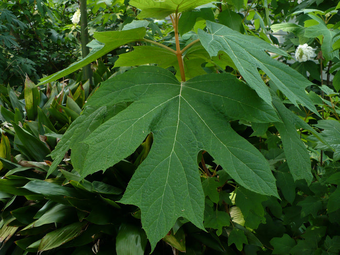 Oakleaf Hydrangea   100 Seeds   Hydrangea quercifolia