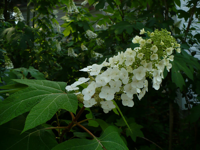 Oakleaf Hydrangea   100 Seeds   Hydrangea quercifolia