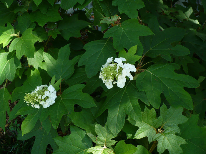 Oakleaf Hydrangea   100 Seeds   Hydrangea quercifolia
