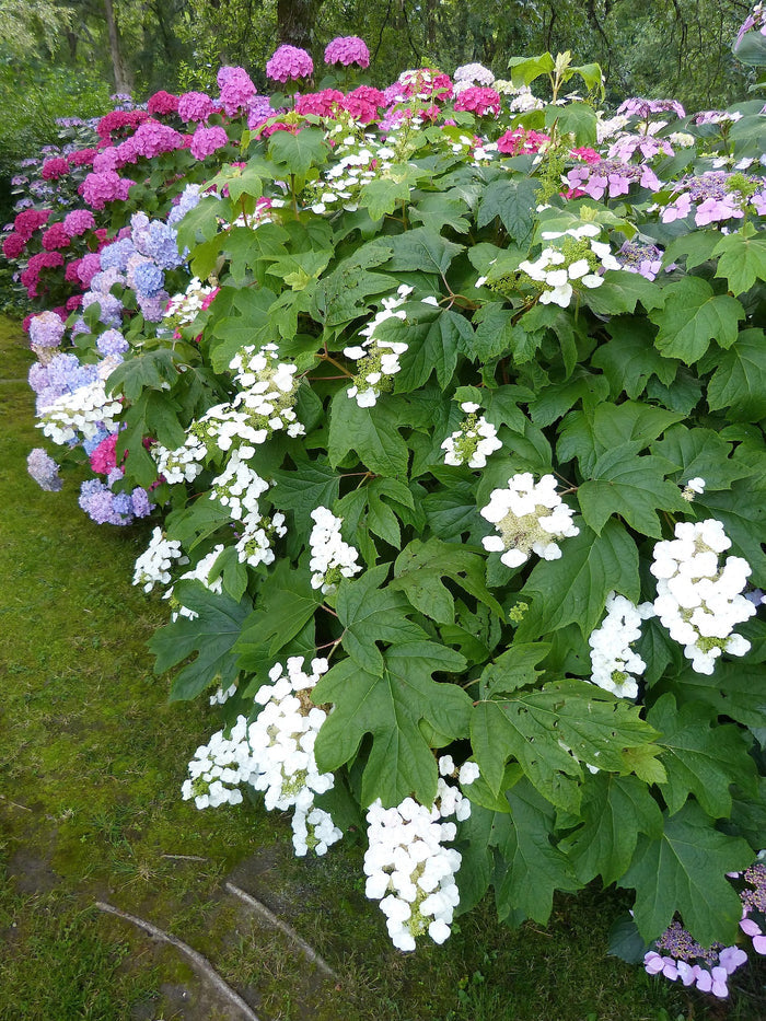 Oakleaf Hydrangea   100 Seeds   Hydrangea quercifolia