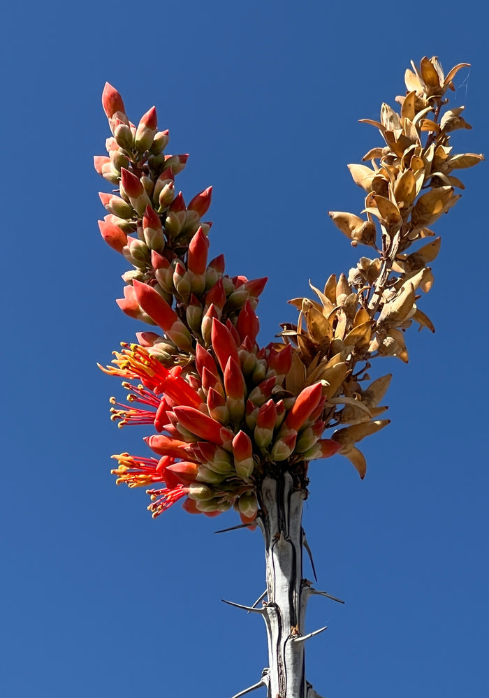 Ocotillo Fouquieria splendens  25 Seeds