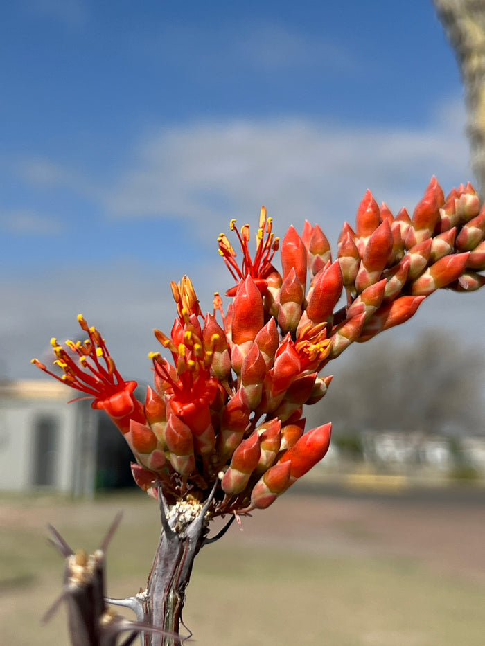 Ocotillo Fouquieria splendens  25 Seeds