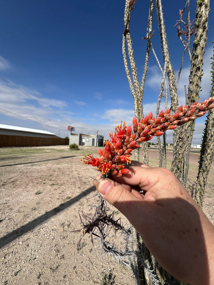 Ocotillo Fouquieria splendens  25 Seeds