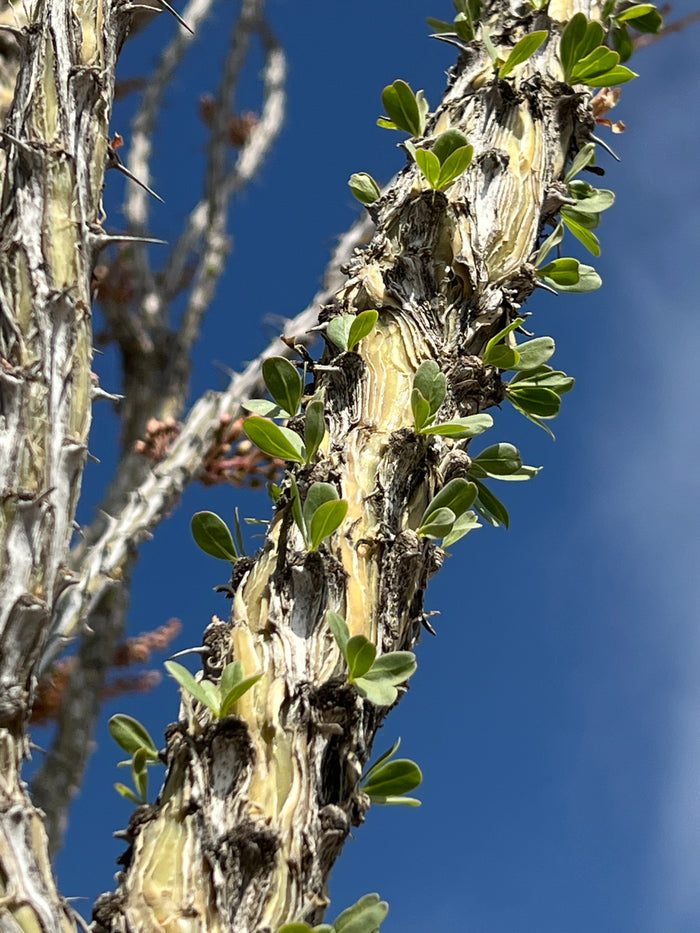 Ocotillo Fouquieria splendens  25 Seeds