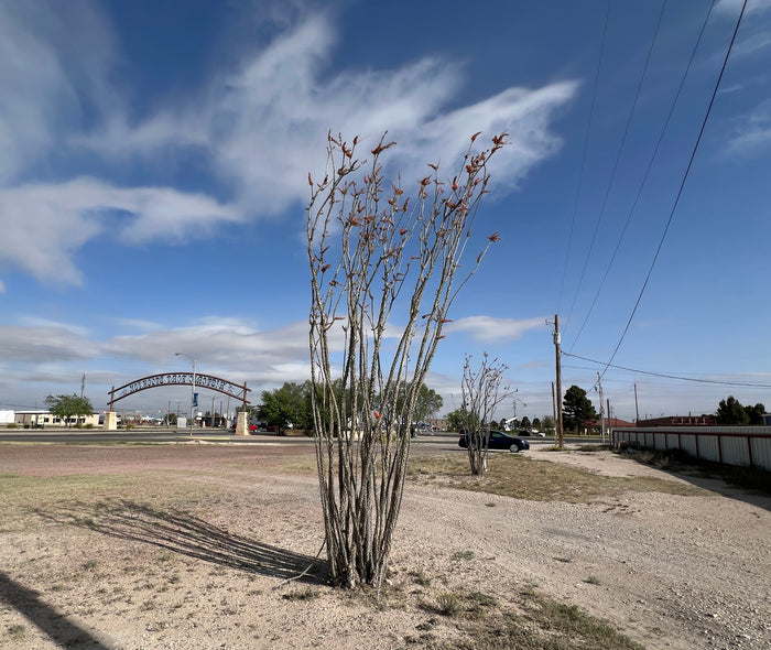 Ocotillo Fouquieria splendens  25 Seeds