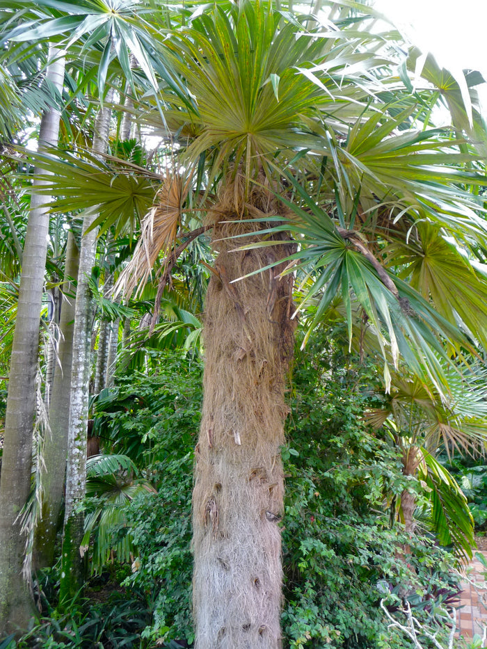 Old Man Palm   10 Seeds   Coccothrinax crinita