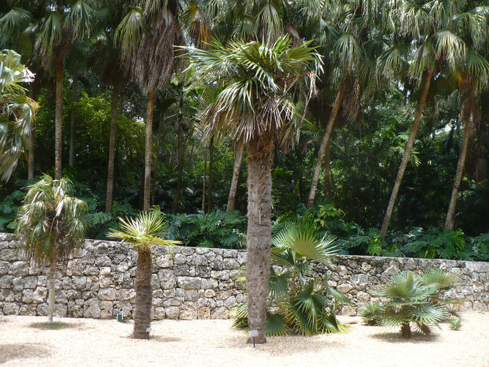 Old Man Palm   10 Seeds   Coccothrinax crinita