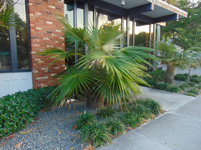 Old Man Palm   10 Seeds   Coccothrinax crinita