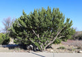 One-Seeded Juniper Juniperus monosperma 20 Seeds