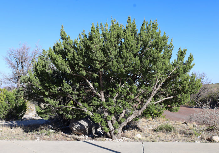 One-Seeded Juniper Juniperus monosperma 20 Seeds