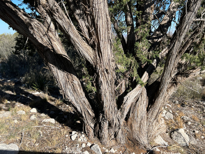 One-Seeded Juniper Juniperus monosperma 20 Seeds
