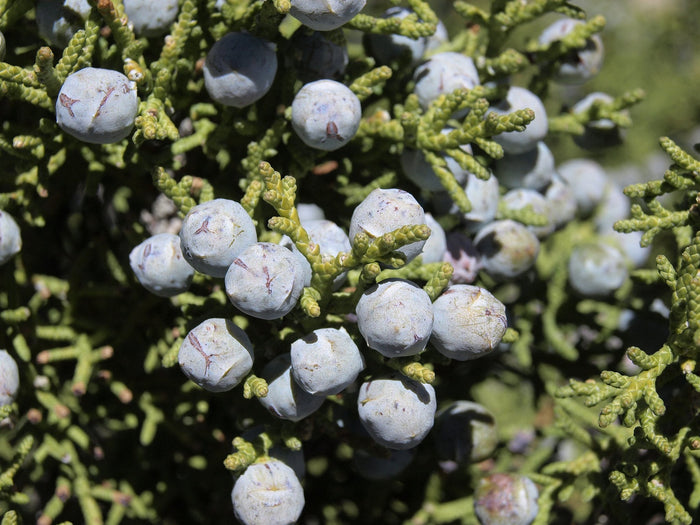 One-Seeded Juniper Juniperus monosperma 20 Seeds