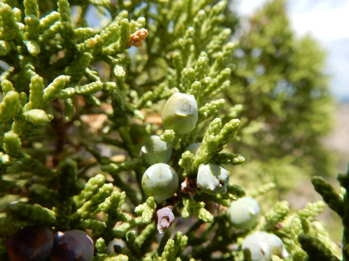 One-Seeded Juniper Juniperus monosperma 20 Seeds