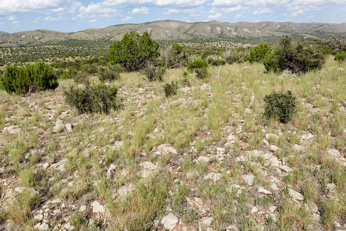 One-Seeded Juniper Juniperus monosperma 20 Seeds