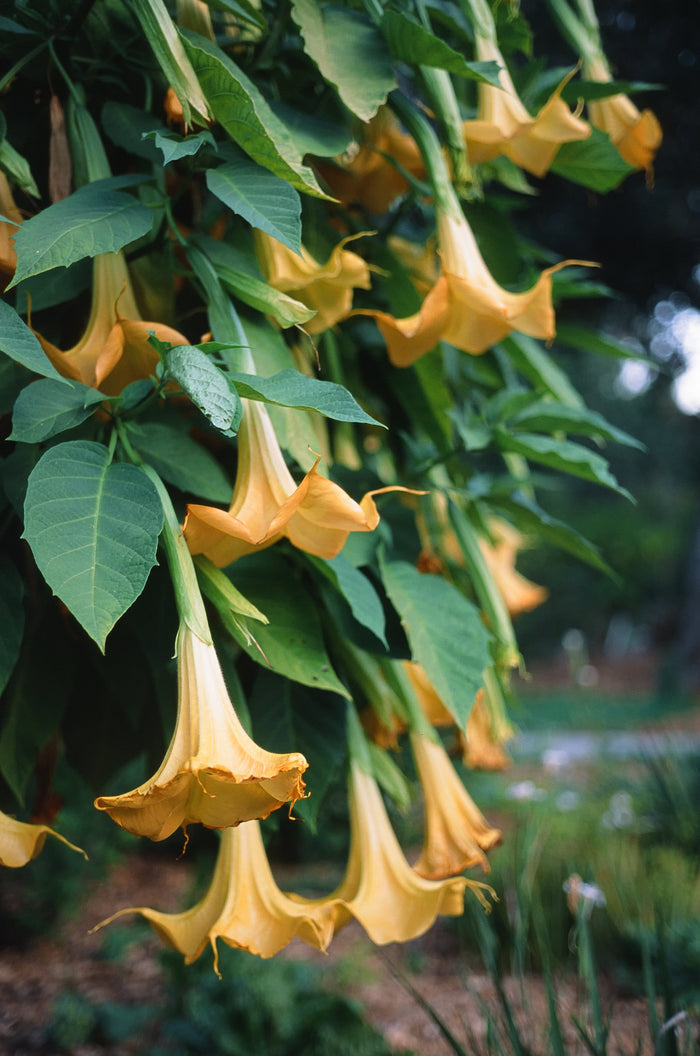 Orange Angel's Trumpet Brugmansia suaveolens 5 Seeds