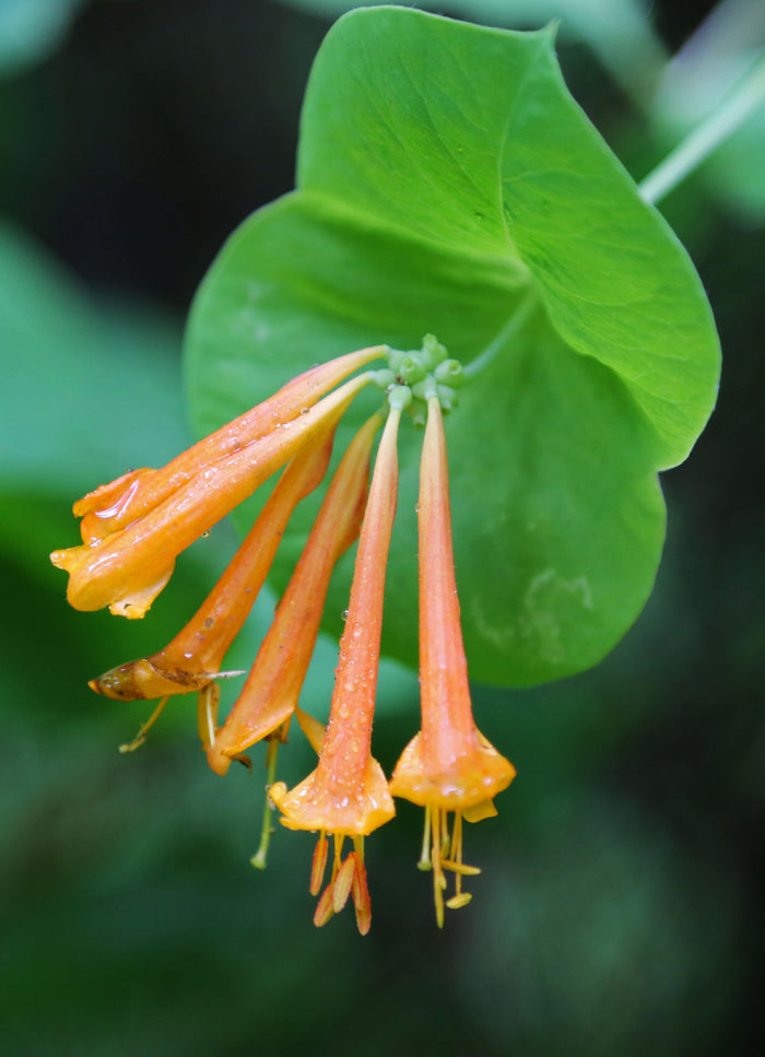 Orange Honeysuckle 10 Seeds Lonicera ciliosa