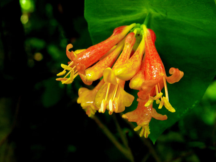 Orange Honeysuckle 10 Seeds Lonicera ciliosa