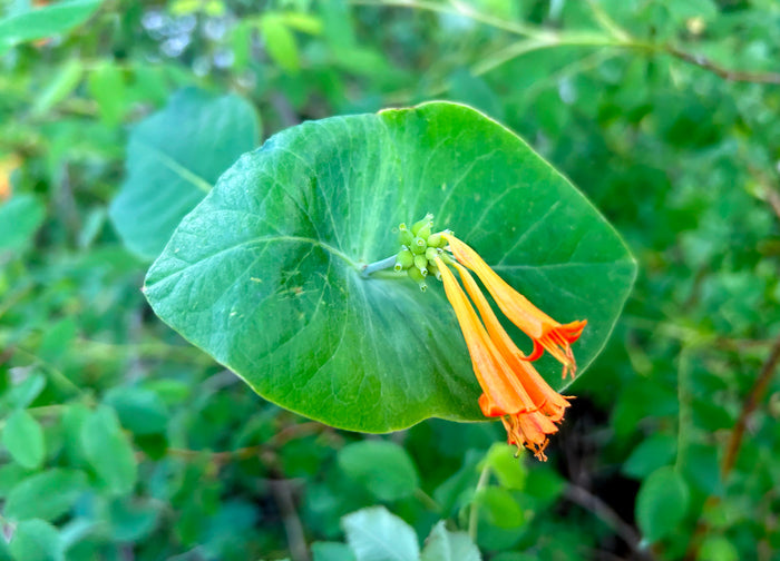 Orange Honeysuckle 10 Seeds Lonicera ciliosa