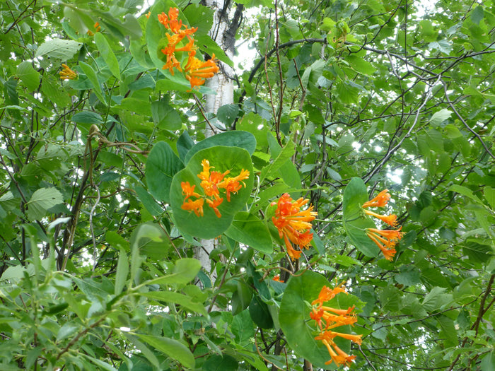 Orange Honeysuckle 10 Seeds Lonicera ciliosa
