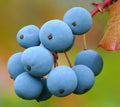 Oregon Grape Mahonia aquifolium 20 Seeds