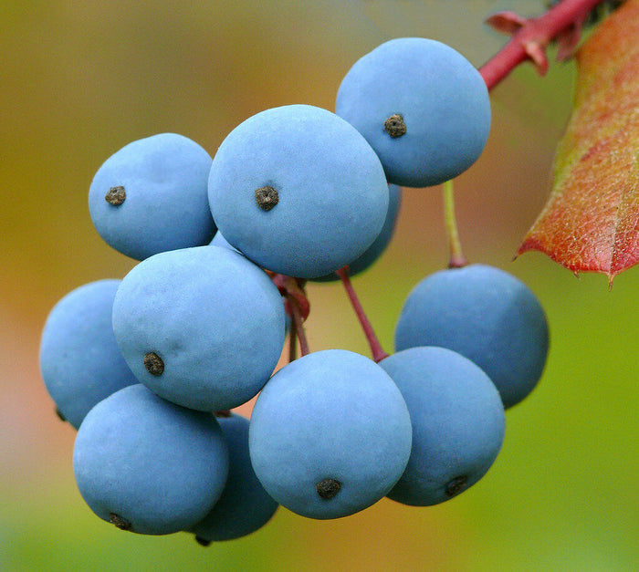 Oregon Grape Mahonia aquifolium 20 Seeds