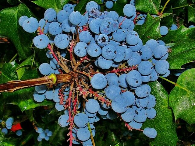 Oregon Grape Mahonia aquifolium 20 Seeds