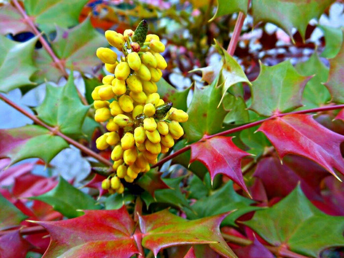 Oregon Grape Mahonia aquifolium 20 Seeds