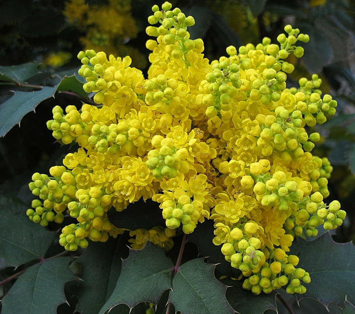 Oregon Grape Mahonia aquifolium 20 Seeds