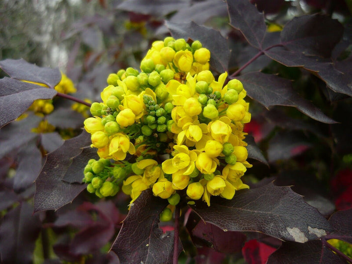 Oregon Grape Mahonia aquifolium 20 Seeds